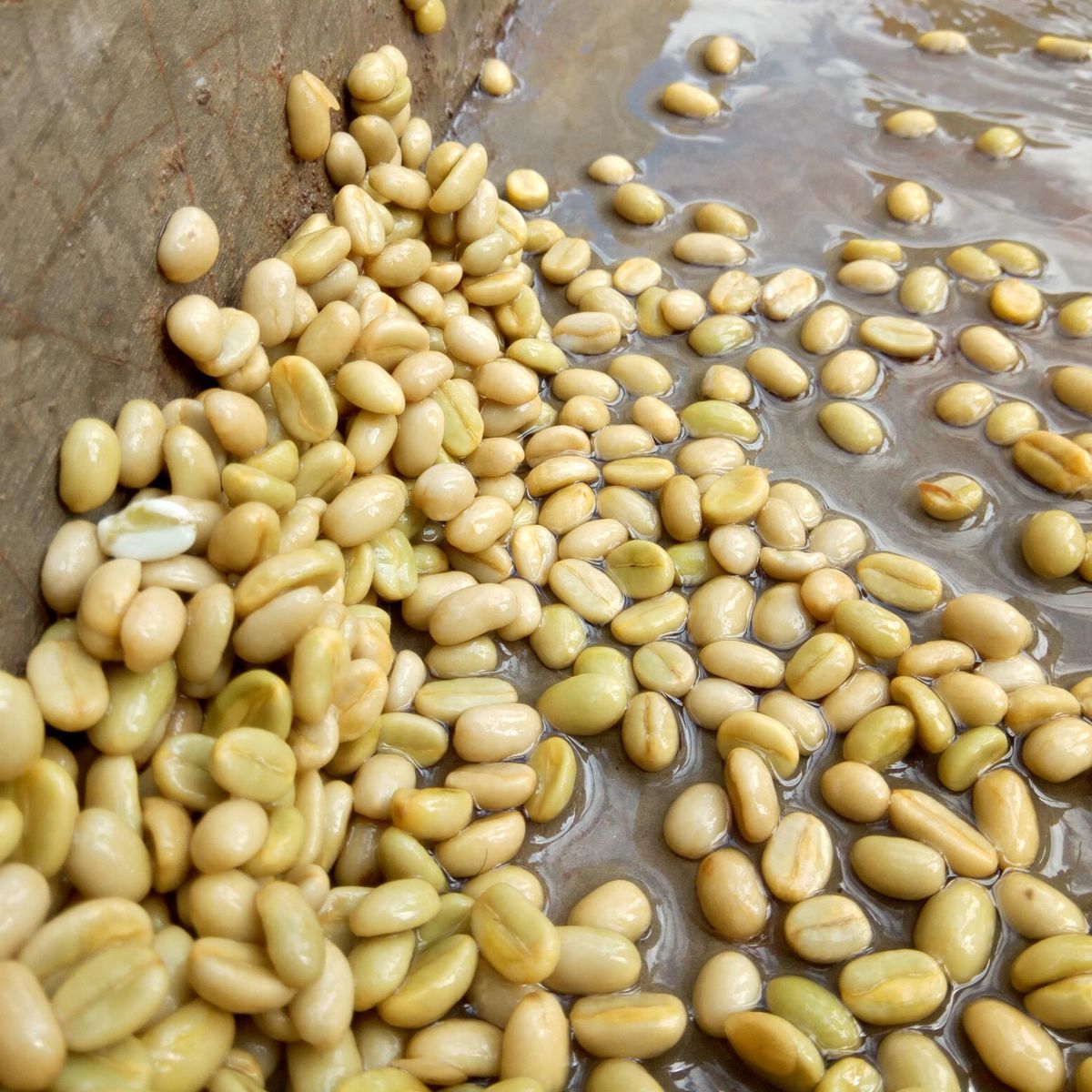 Etiopia Guji Tero Farm Økologisk