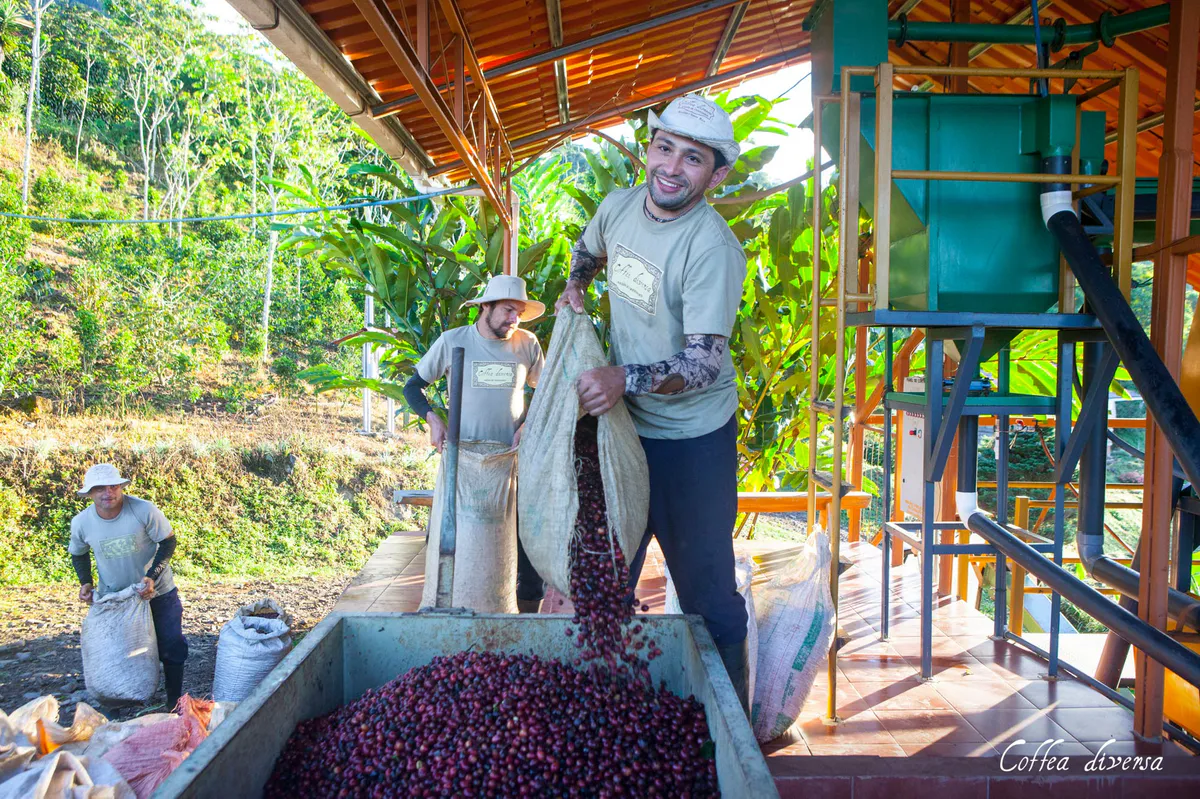 Guatemala Coffea Diversa Bourbon Rey